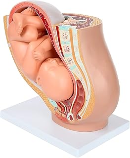 Pregnancy Pelvis Anatomy Model with Mature Fetus,Nine-Month Pregnancy Model of The Pelvis Full-Term Removable Fetus Model, Anatomy of The Placenta 40 Anatomical Landmarks