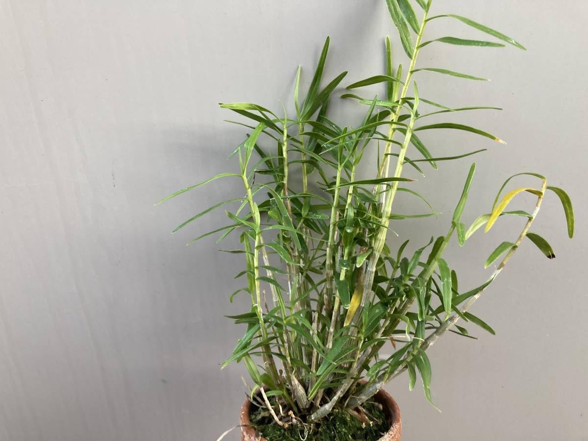 姫竹葉セッコクの中斑飴矢【竹姫】超大株 姫竹葉セッコクの中斑飴矢【竹姫】超大株