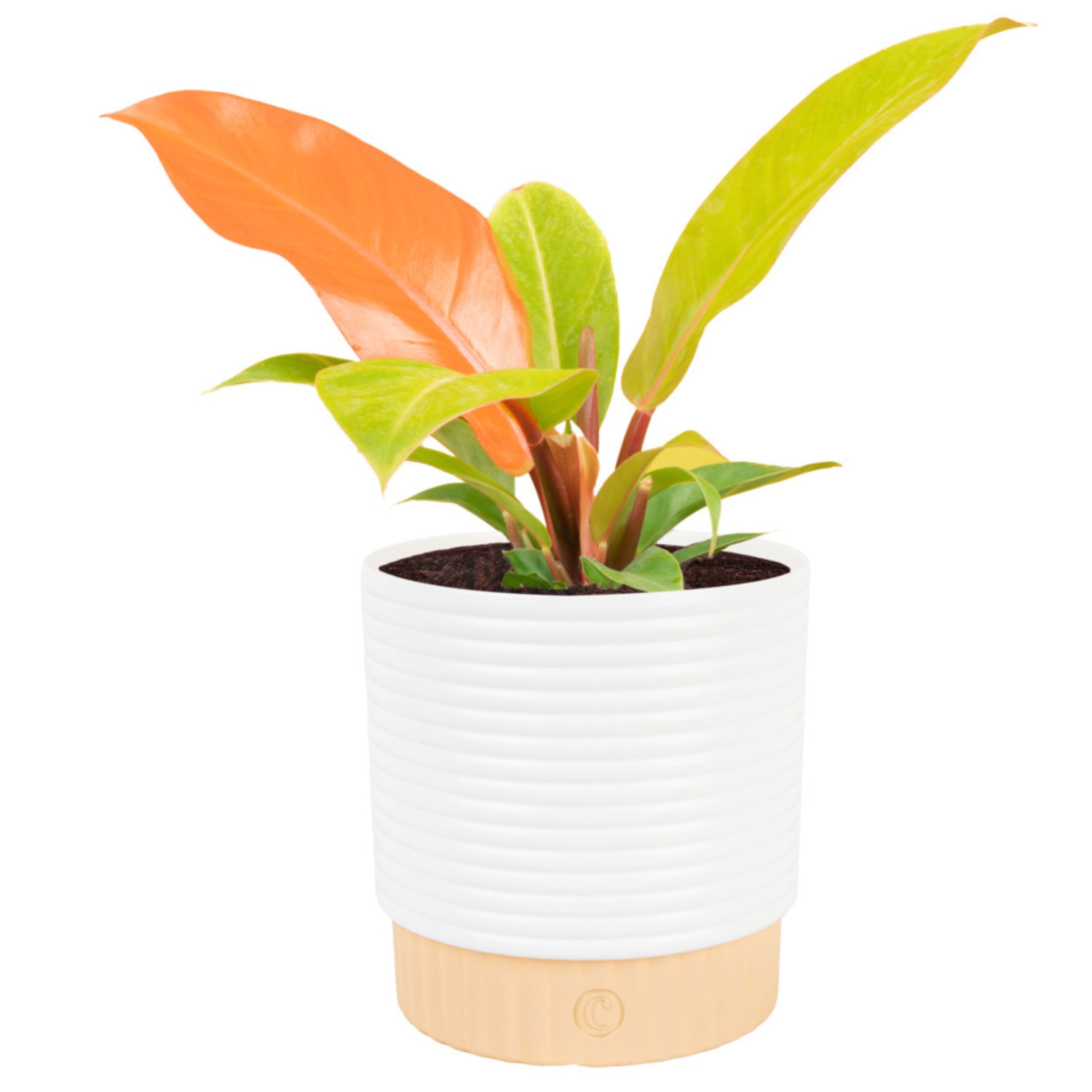 marble queen pothos. Marble Queen Pothos