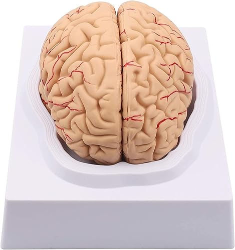 Miniatura 8 de Modelo de cerebro humano de anatomía 1:1 Modelo de cerebro anatómico Tamaño de la vida 8 piezas Modelo de anatomía para exhibición de enseñanza