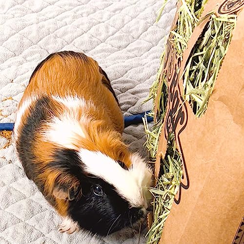 GuineaDad heno de huerto para cobayos pack 5 unidades miniatura 5