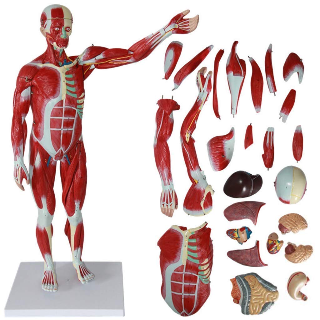Modèle D'Anatomie Humaine De 78 Cm - Anatomie des Muscles Et du Squelette Humains - Matériel Pédagogique pour L'École Et L'Éducation