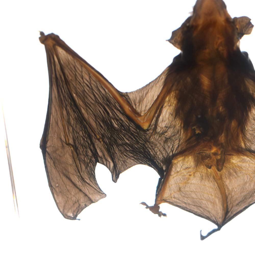 Amazon | アクリルブロック文鎮科学教室標本のコウモリ標本