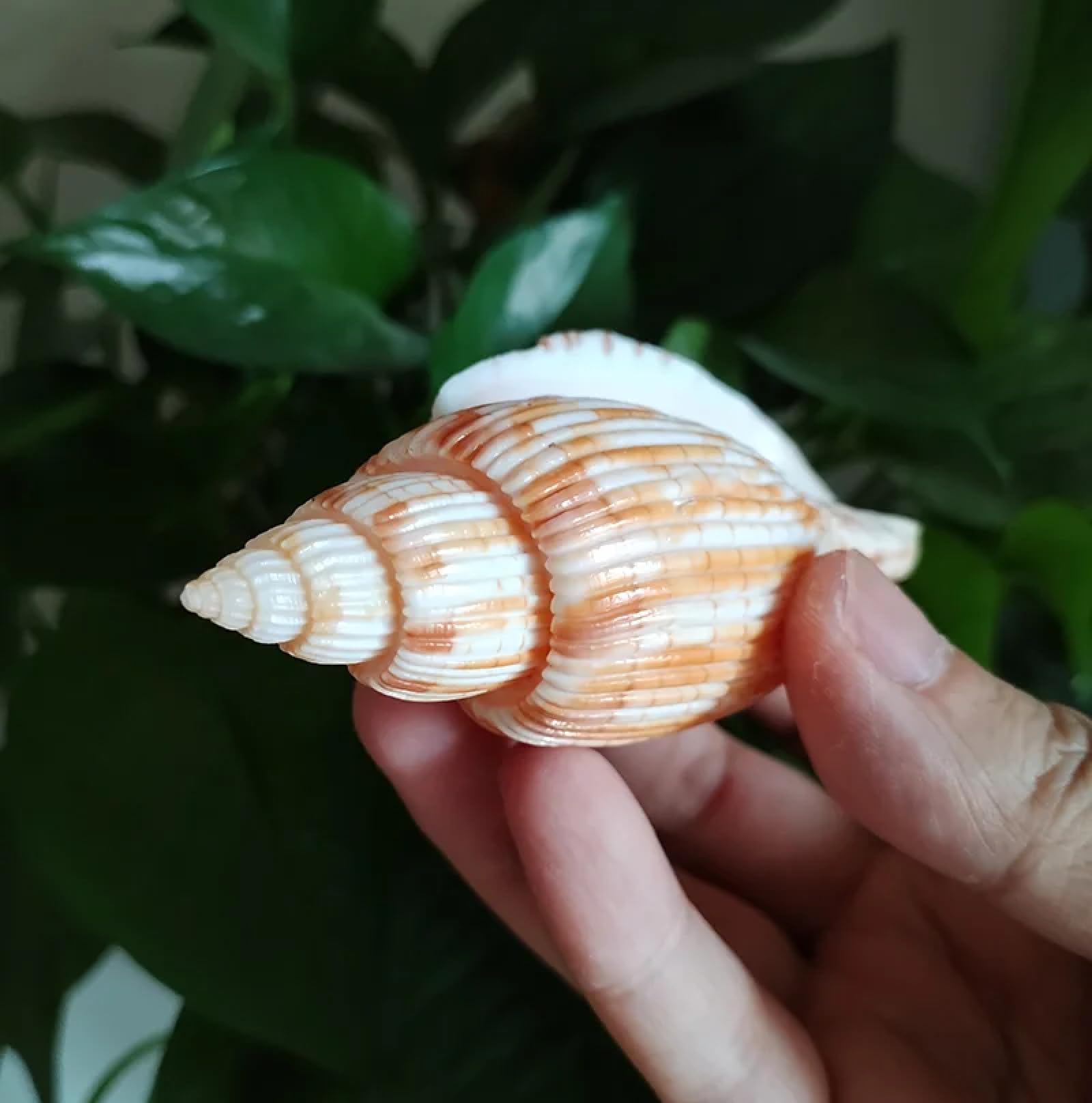 Conchiglie marine riempitivo vaso, 1 pezzo, 9-11 cm, mais, lumaca, conchiglia, conchiglie di Lyria Kurodai, decorazione da tavolo per matrimoni, esemplari, decorazione per casa e ufficio