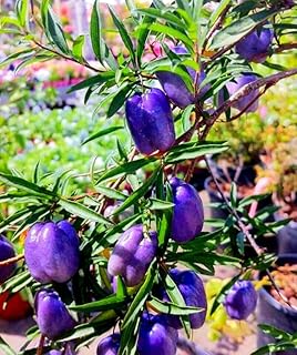 10+ Rare Purple Apple Berry Seeds for Home Gardening and Planting Seeds