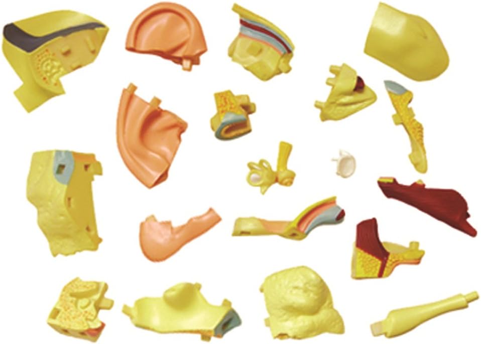 Famemaster 4D-Vision Human Ear Anatomy Model Multi-colored, 10"