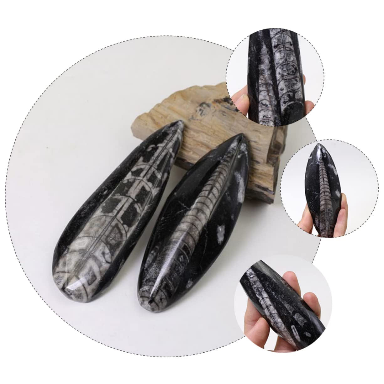 Toddmomy Material Didáctico Fósil De Orthoceras Decoración Creativa Para y Colección Paleontológica