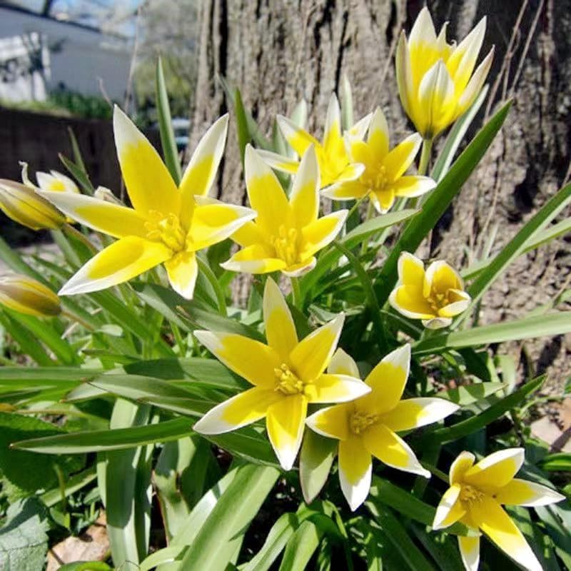 Tulip Bulbs for Planting Rare Hardly Perennial Flower Bulbs Cold