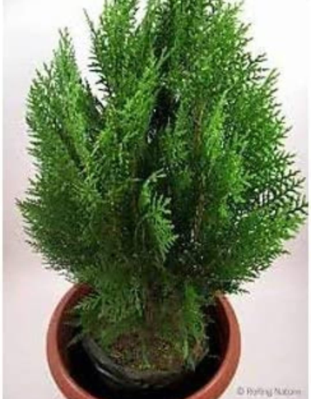 See full amazon price history chart for Balbasaur Morpankhi Plant - Thuja occidentalis, Mayurpankhi Outdoor Healthy Bushy Plant in Growers Pot/Bag For Home, Garden, Decor (Pack Of One Healthy Plant) With Nursery Growers Bag/Pot Balbasaur Morpankhi Plant - Thuja occidentalis, Mayurpankhi Outdoor Healthy Bushy Plant in Growers Pot/Bag For Home, Garden, Decor (Pack Of One Healthy Plant) With Nursery Growers Bag/Pot (B0C2VXR7VN) Amazon Price History, Amazon Price Tracker