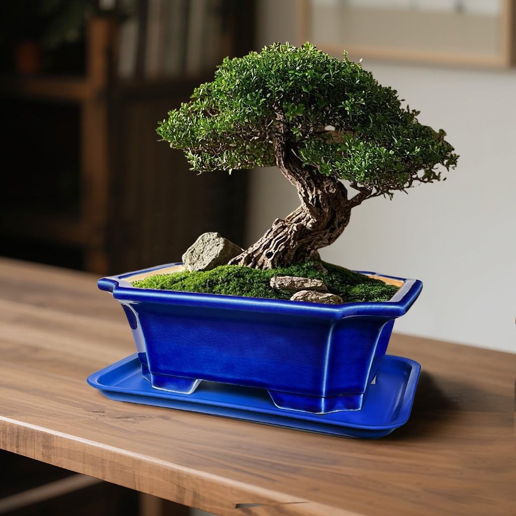 MUZHI Blue Bonsai Plant Pot 9.9” with Drip Saucer, Classic Glazed Ceramic Planter Container for Tree, Cactus, Succulent
