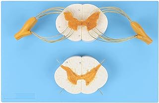 Anatomical Spine Enlarged Spinal Cord Model, 8X Nerves Plus Anterior and Posterior Nerve Roots and Spinal Ganglion Medical