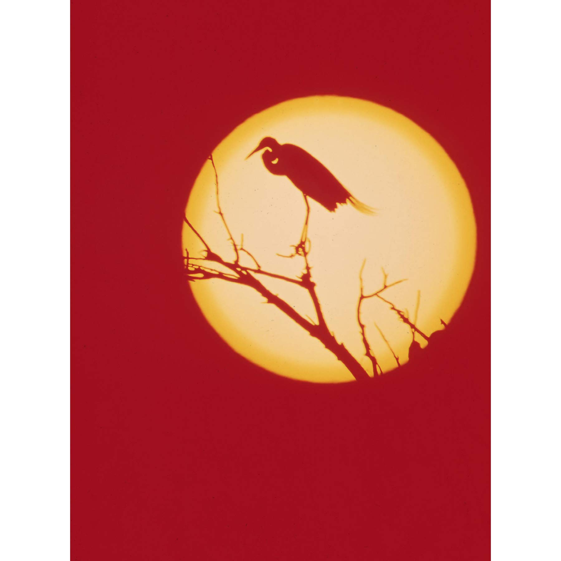 Crane Silhouette Against Moon Art Print Poster Wall Decor