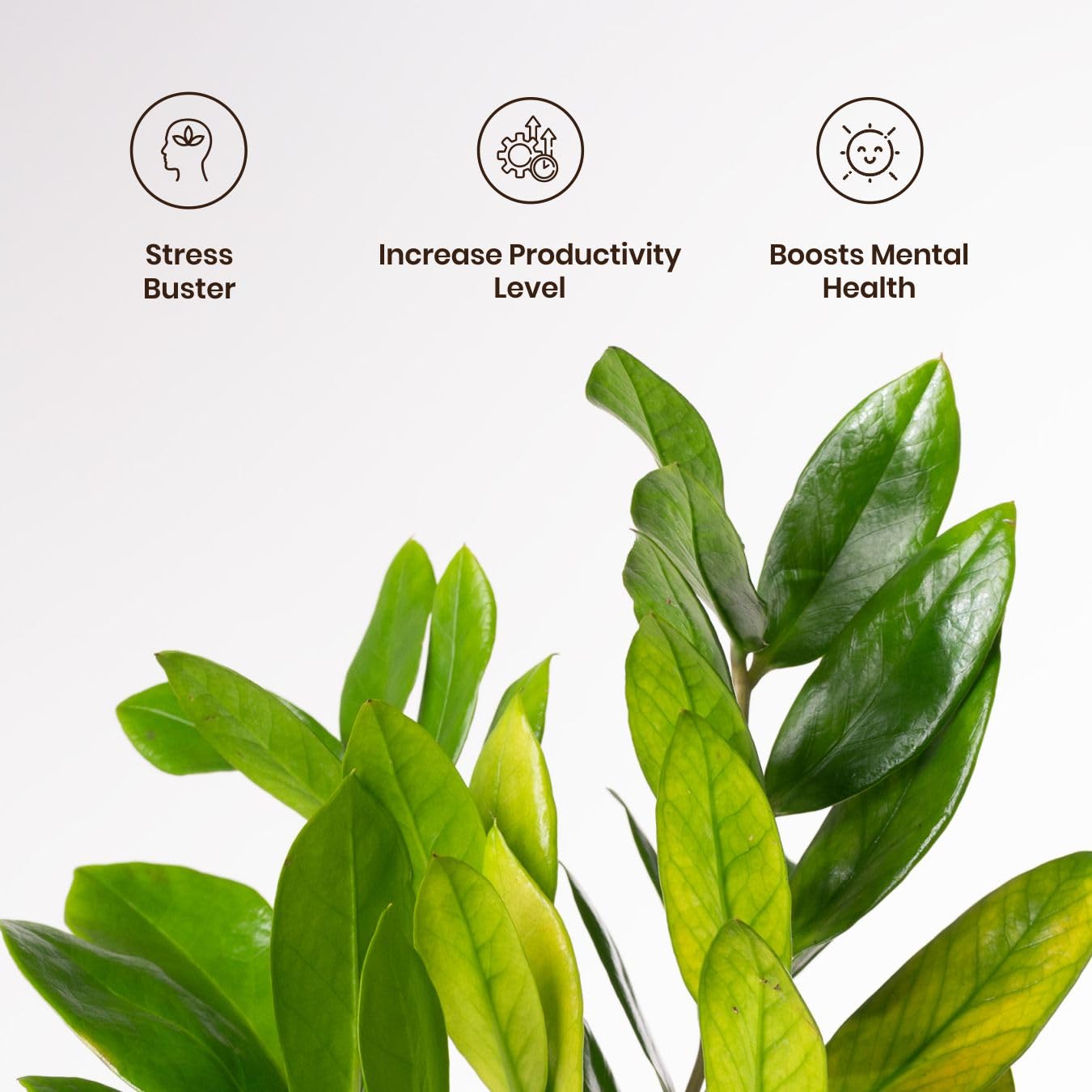 Kyari Zamia Green ZZ Plant - Air Purifying & Self Watering -2