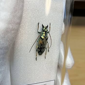 美品　昆虫標本２匹　テナガカミキリ　ケース付き Amazon | 世界で最も大きい顎を持つカミキリムシ 名和昆虫博物館