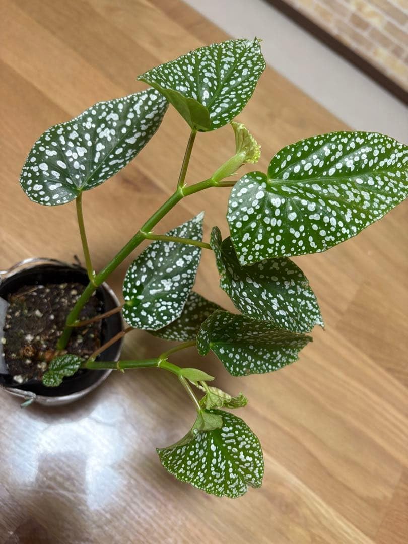 ベゴニア ホワイトアイス 観葉植物 ポルカドットベゴニア