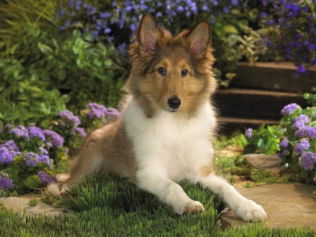 1000 Pieces Jigsaw Puzzle for Adults Sheepdog Sheltie Dog Pet Animal Puzzles for Teens Kids Dog Lover Gift Home Wall Art Decoration Challenge Game Preschool Toys
