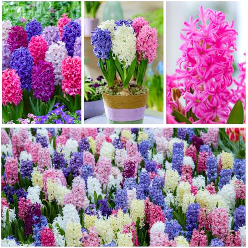 Hyazinthen Frühlingstraum Kollektion - 15 Zwiebeln Mehrjährig Winterhart - 3 Sorten/Farben Duftende Blumenzwiebeln Mischung aus Holland für Garten, Topf und Glas (große Knollen - kein Samen)