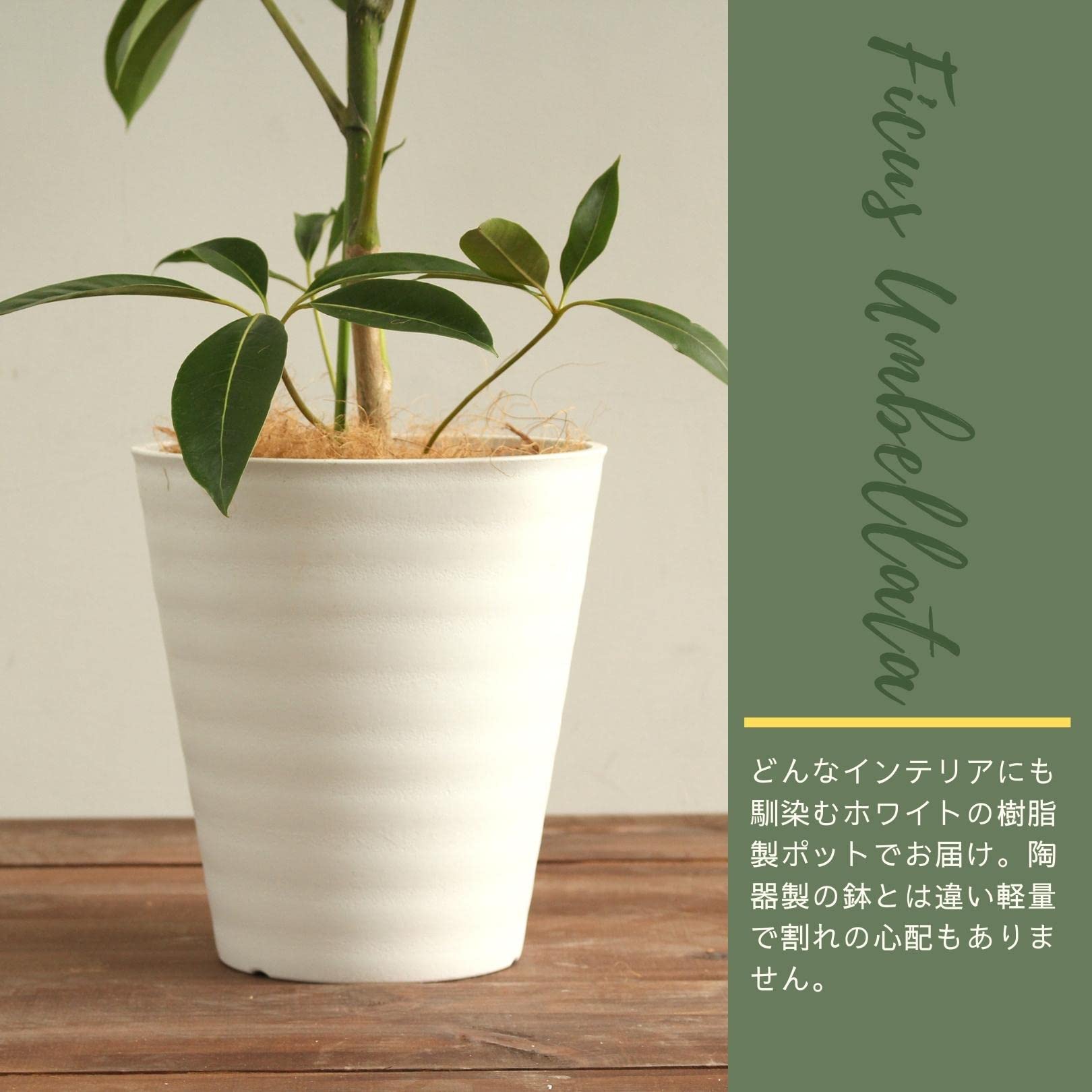 Amazon｜ツピタンサス 8号 受け皿付 【観葉植物 本物 シェフレラ 