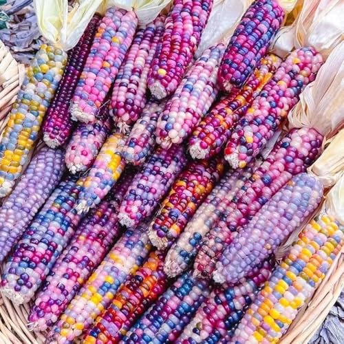 Semillas de maíz arcoiris, semillas de maíz, plantas resistentes en maceta, plantas decorativas semillas de hortalizas, plantas resistentes para el jardín macetas, plantas de jardín 50pcs