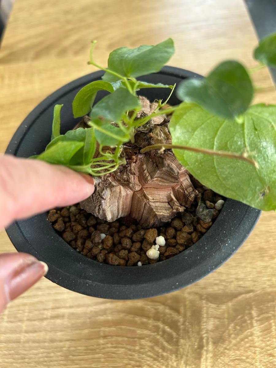 レア プラシオライト×フラワーアゲート×スモーキークォーツ サン