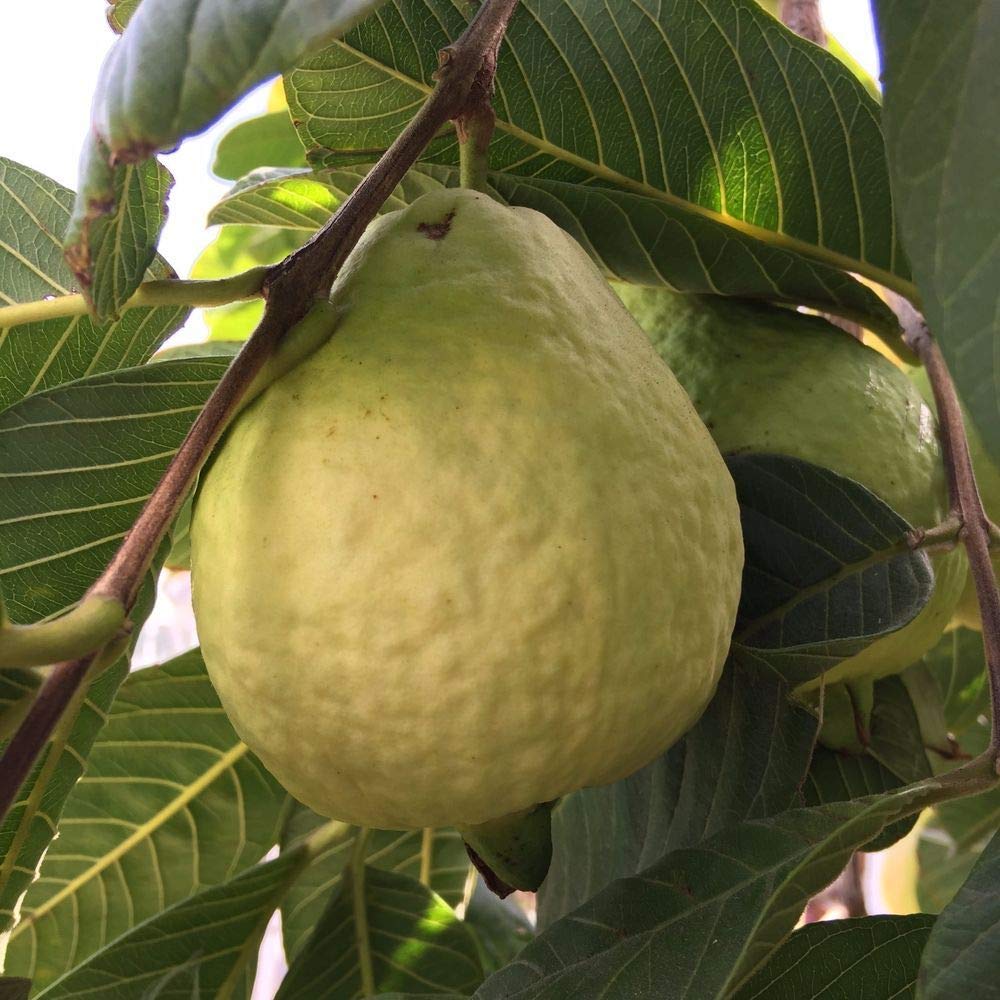 Nursery Live Rare Guava Fruit Plant (Tropical White, Hybrid) Exotic 1 Live Fruit Plant (B09HZ95N88) Amazon Price History, Amazon Price Tracker