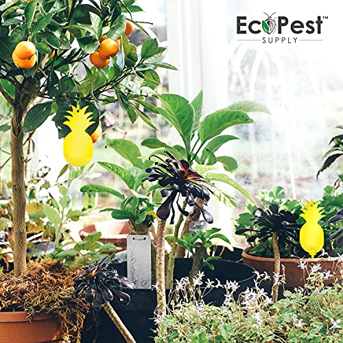 Sticky Fruit Fly And Gnat Traps – 50 Pack | Yellow Fly Paper Trap For House Plants And Gnat Sticky Traps For Fruit Flies, Fungus Gnats, And Other Flying Insects | Indoor And Outdoor Fly Tape #TOP5