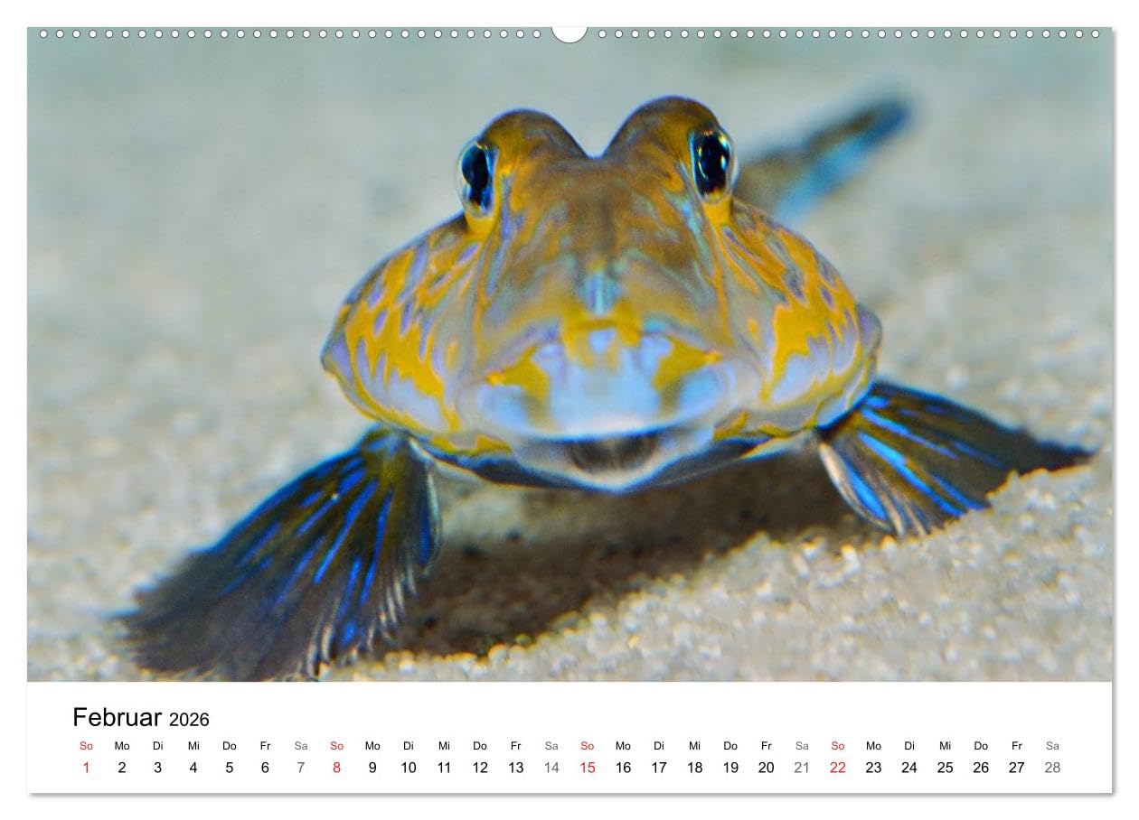 Fischzauber - Wundervolle Aquarienfische (hochwertiger Premium Wandkalender 2026 DIN A2 quer), Kunstdruck in Hochglanz: Kalender mit bezaubernden Aufnahmen von kleinen Fischen in Aquarien.