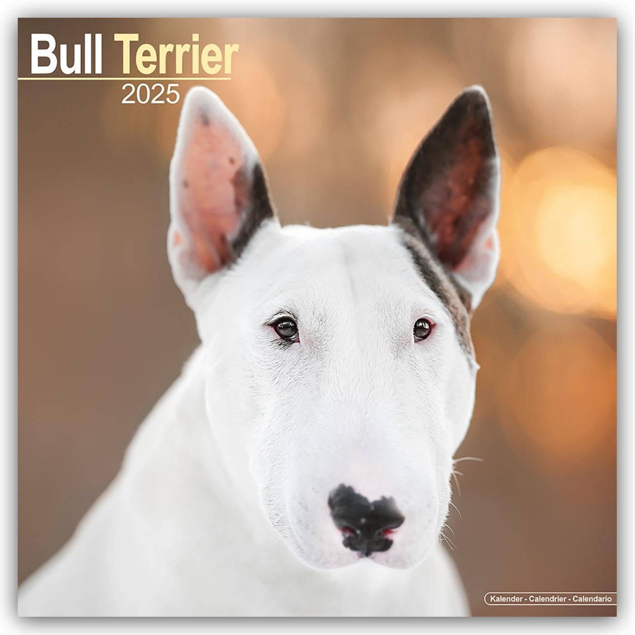 Bull Terrier 2025 Square Wall Calendar