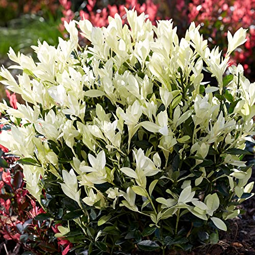 GardenersDream Euonymus 'Himalaya' (9cm) - Immergrüne Pflanzen Winterhart mit Weißem Austrieb - Winterharte Kübelpflanzen - Gartenpflanzen Premium Qualität