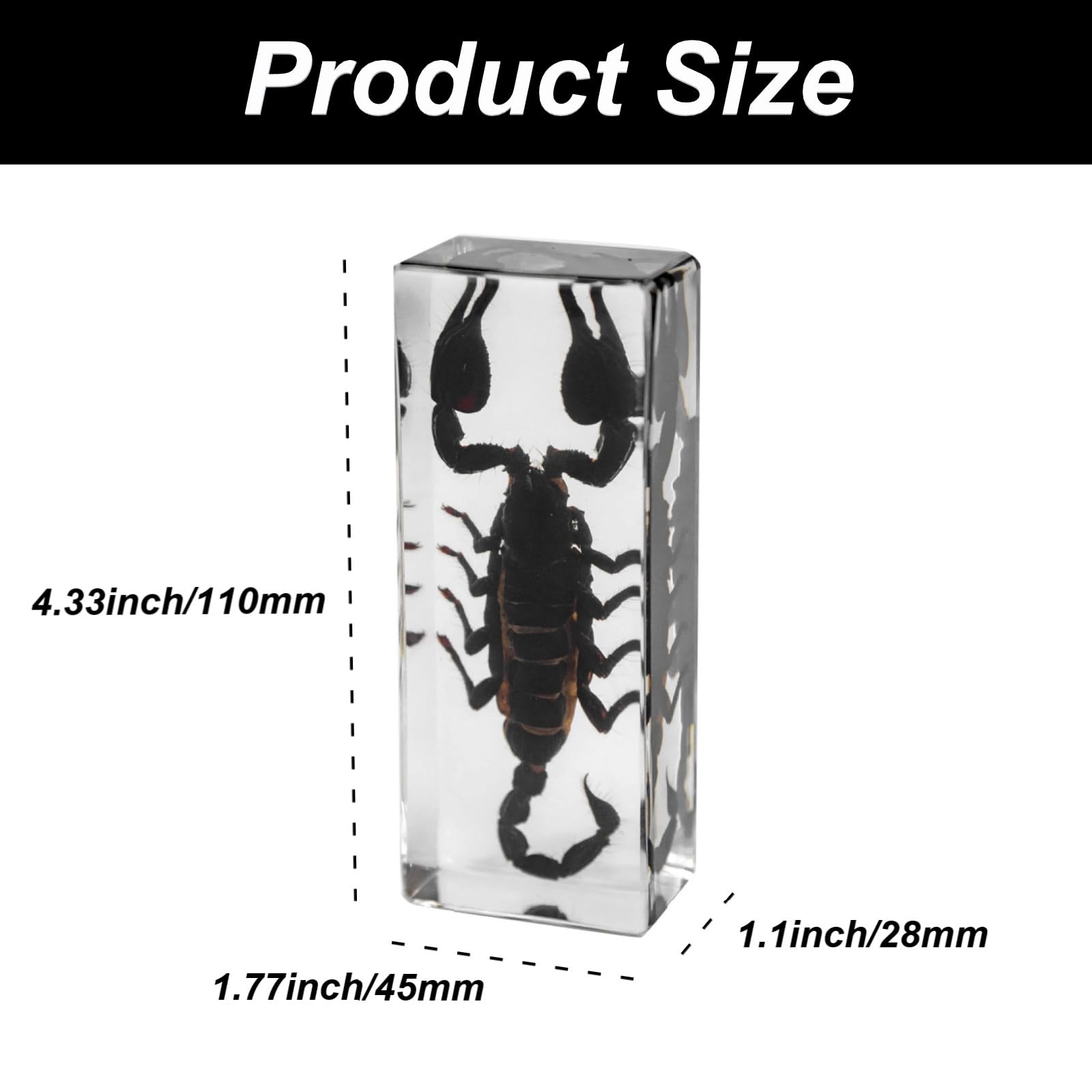DRXRD Käfer Probe Dekor, Bernstein Insekt in Harz Ornament, Kunsthandwerk Tierpräparation, Einzigartiges Tolles Geschenk Scorpion