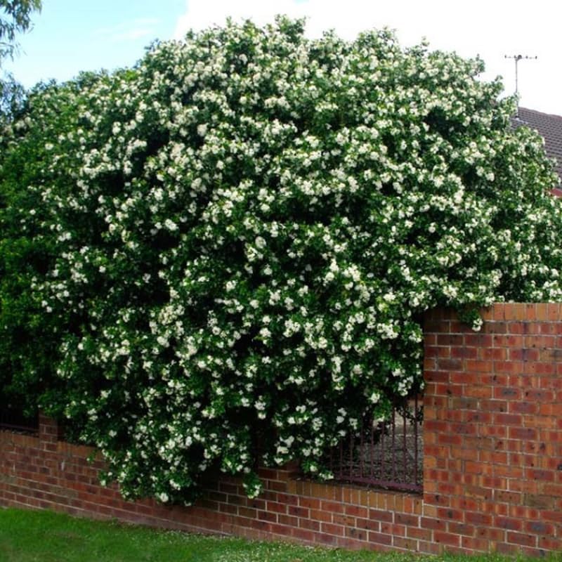 10 Months Old Mock Orange Live Plants, White Flower Mock Orange Tree for Planting, Ready to Plant, Dormant in Winter, Fragrant