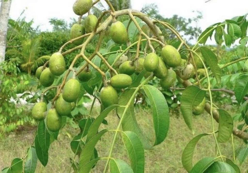 Creative Farmer Plant For Balcony Amtekai/Indian Hog Plums Fruit Exotic (Healthy Live Plant) (B09L57ZHF6) Amazon Price History, Amazon Price Tracker