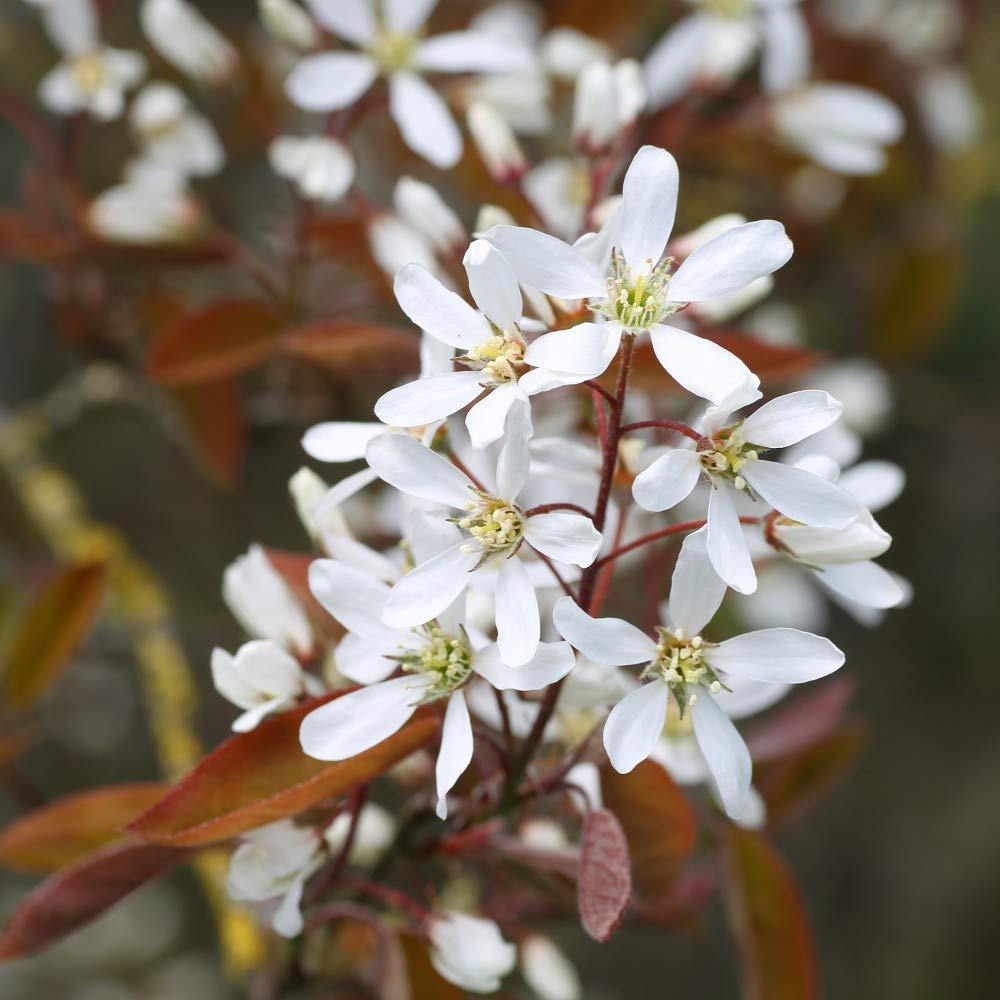 Amelanchier Lamarckii (Juneberry) Potted Plants Hardy Shrub Flowering Garden Plants Easy to Grow Your Own 1 x 5 Litre Pot by Thompson & Morgan