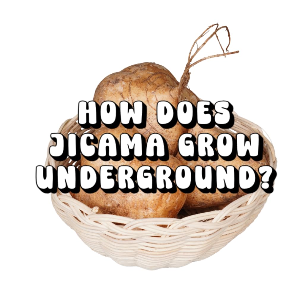 How Does Jicama Grow Underground?