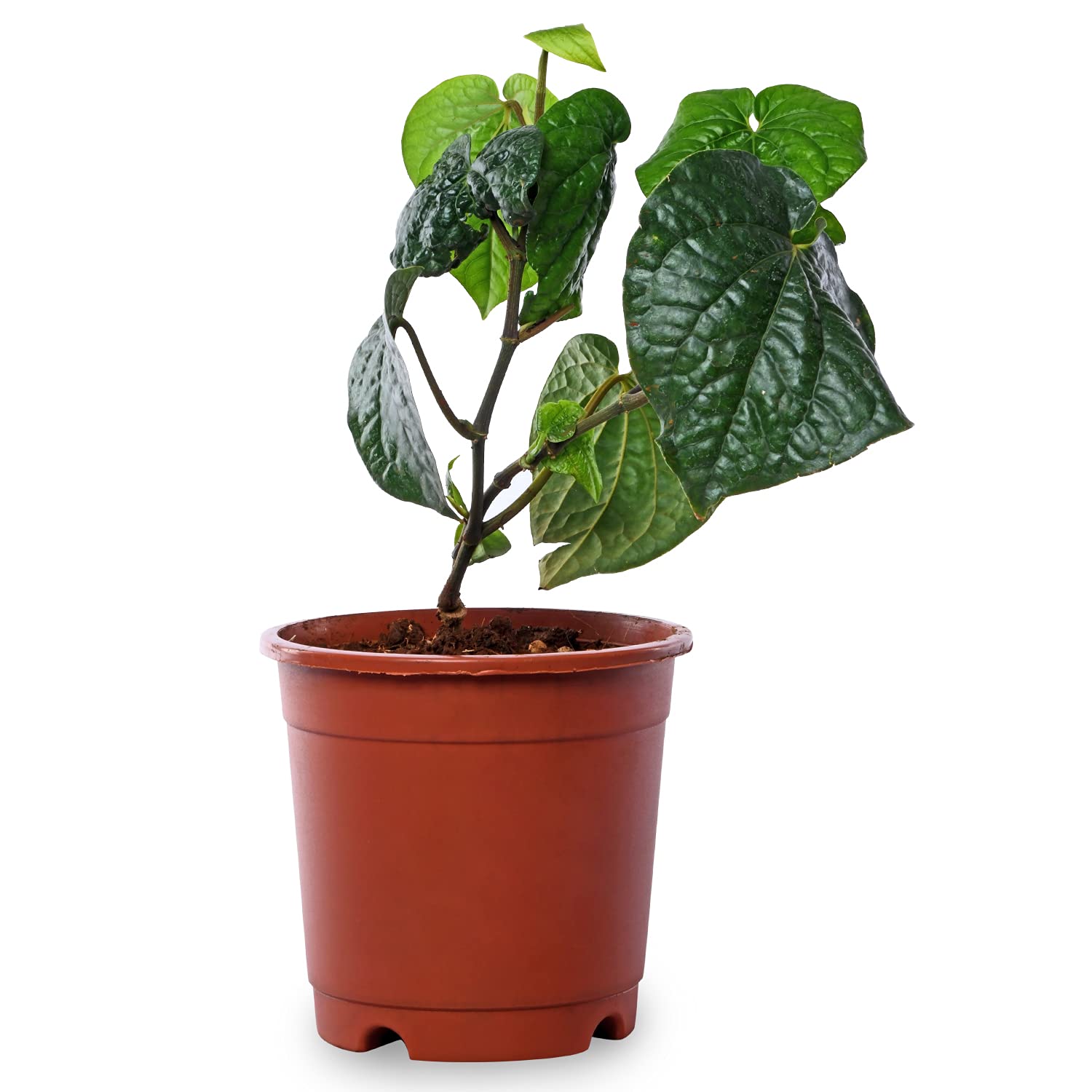 PLANTIFY betel leaf (calcutta paan), Green (B09DSZ3STJ) Amazon Price History, Amazon Price Tracker