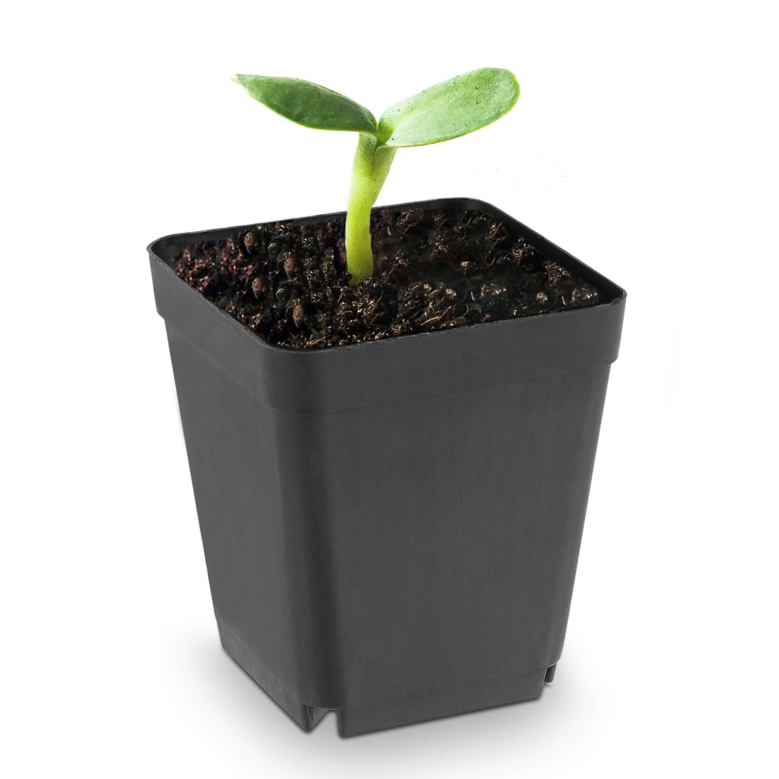 FAATCOI Lot de 120 pots carrés en plastique de 5,1 cm, pour transplantation, serre, pots de fleurs en plastique durable pour semis
