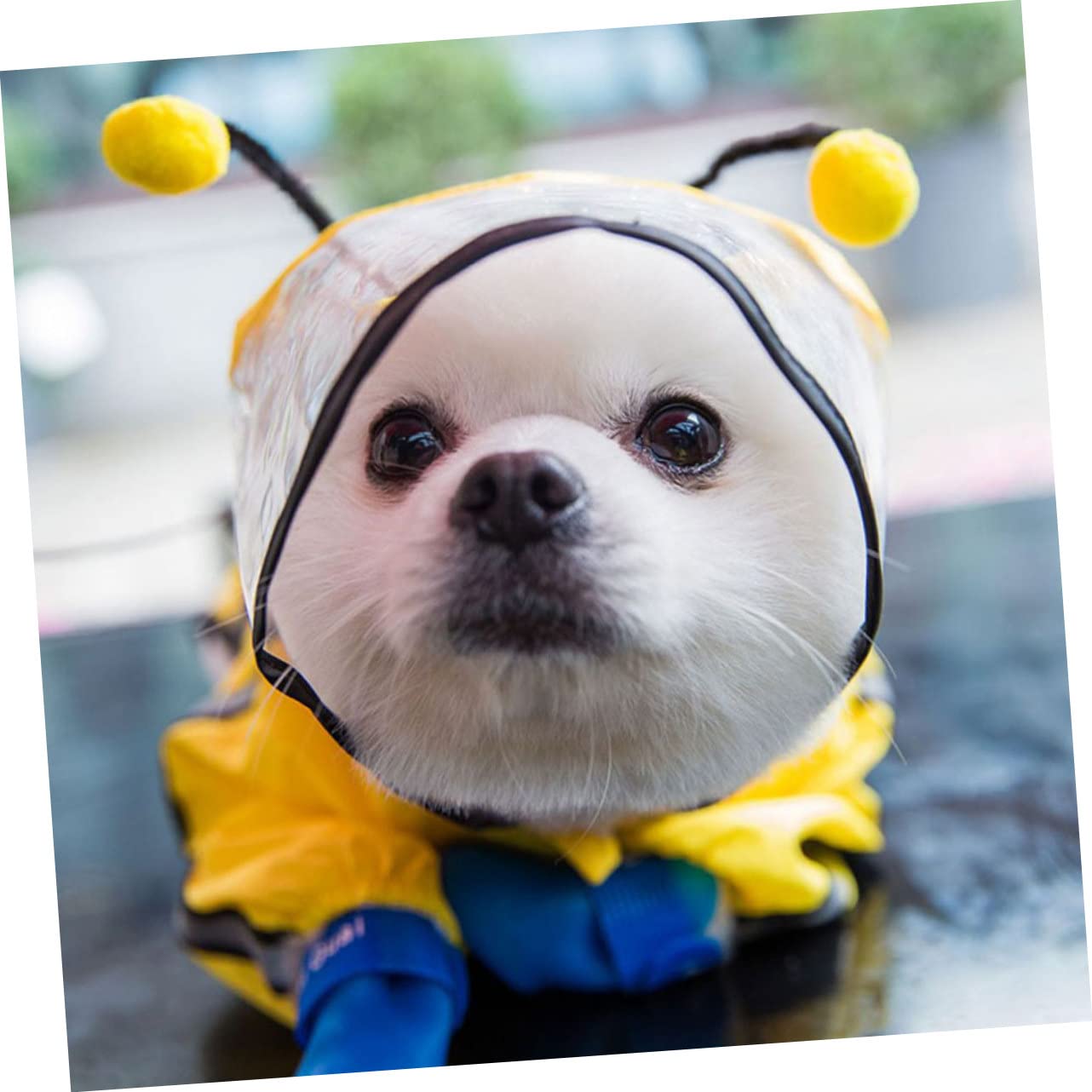 FRCOLOR 3pièces Manteau De Pluie pour Chien Abeille Veste à Capuche Imperméable pour Animaux De Compagnie Vêtements De Pluie Pratiques Et Stylés pour Chiens De Moyenne Et Petite