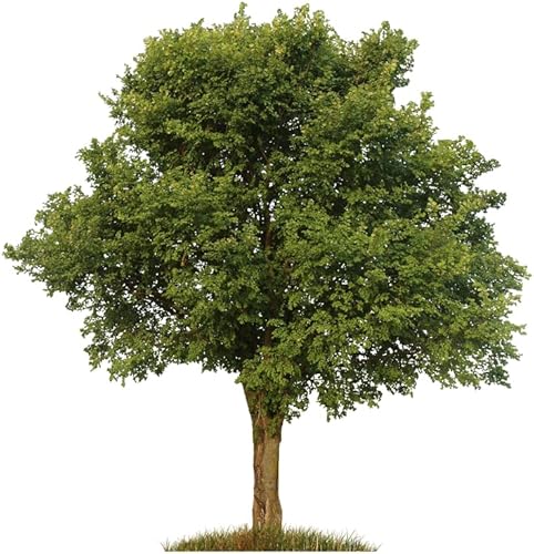 Plántulas de olmo americano para plantar sin barco a California (3 plántulas)