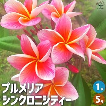 61UBCv6LvQL._AC_UF350,