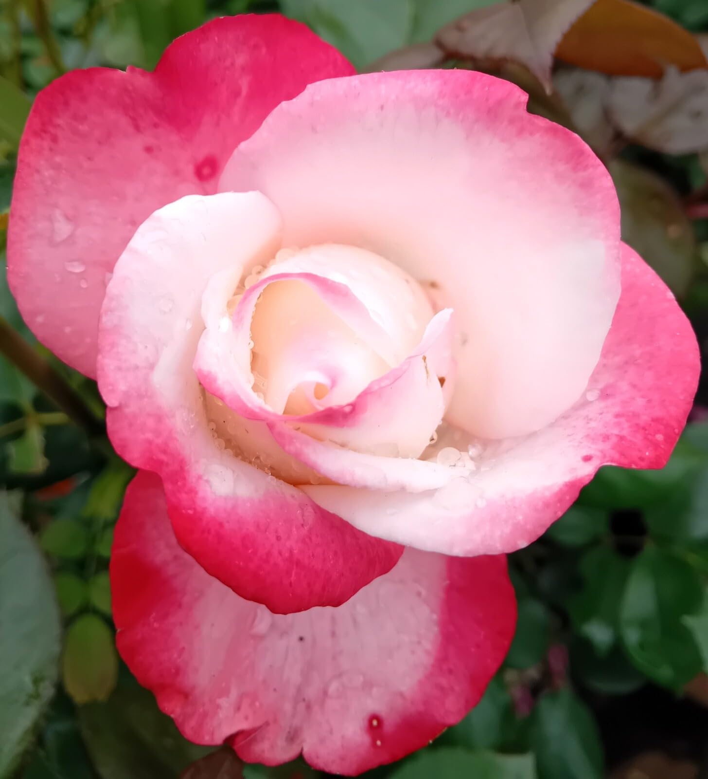 Rose Edelrose Nostalgie im großen 7 Liter Topf Duftrose