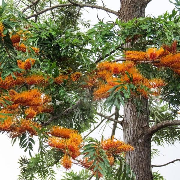 Silver oak plant live (Grevillea Robusta) for planting/farmig pack of 2-image-30