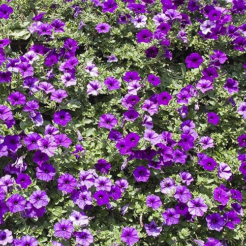 semi di petunia - balcone resistenti 500pcs
