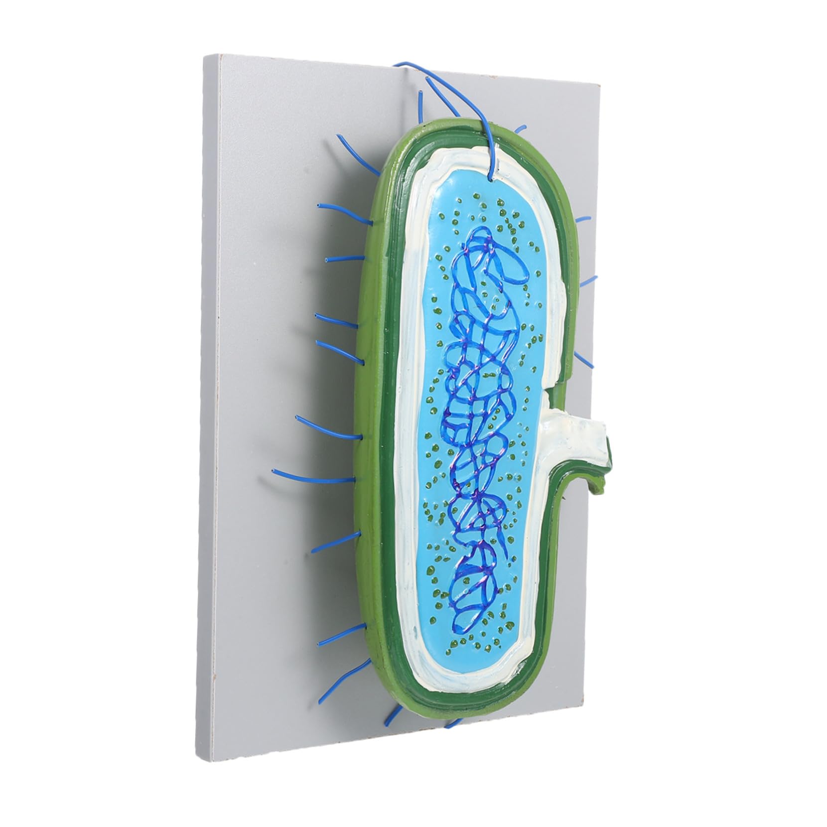 Cabilock Zellstrukturmodell für Biologieunterricht mit Organellen Kernmodell und Anatomischem Design Unterrichtsmodell für Schüler und Lehrer