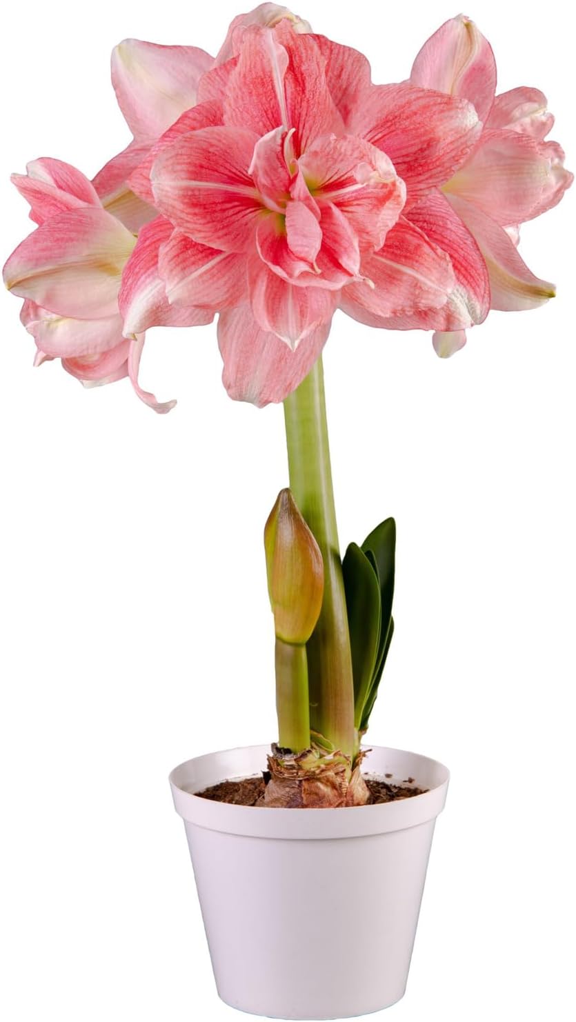 Van Zyverden Premium Fast Track Amaryllis™ Double Time™ Set of 1 Bulb