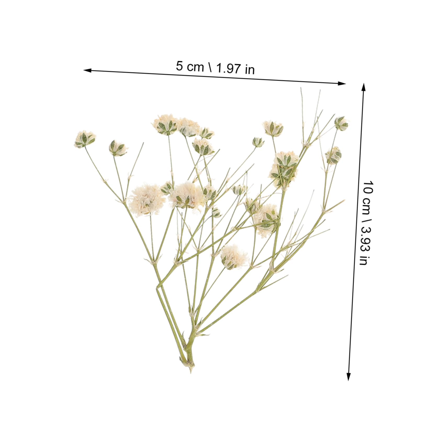 Cabilock 3 Pièces 1 Souffle en Banquet Séché Fleurs Naturelles Fleurs Séchées Éternelles Vases De Mariage Décor Fleurs Séchées Pressées Arrangement Floral Bricolage Matériel Ciel