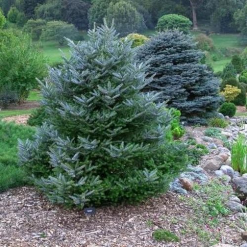 Abies koreana [Vaso Ø19cm]