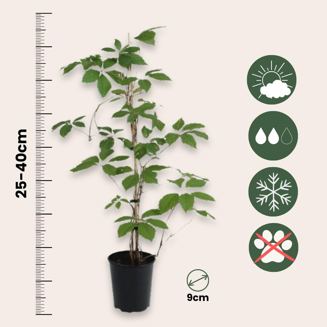 Plant in a Box - Parthenocissus quinquefolia - Set de 6 plantes grimpantes - Vigne vierge à cinq folioles - Pot 9cm - Hauteur 30-40cm