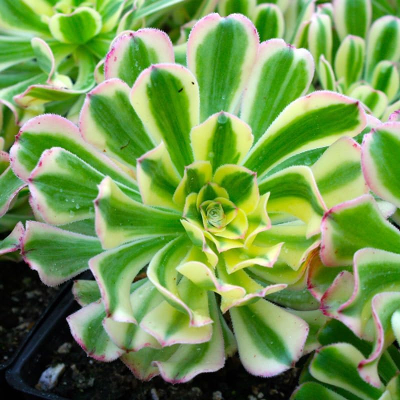 Sun Aeonium - Planta viva suculenta en maceta de 4 pulgadas, planta viva suculenta roseta para cultivo en interiores y exteriores