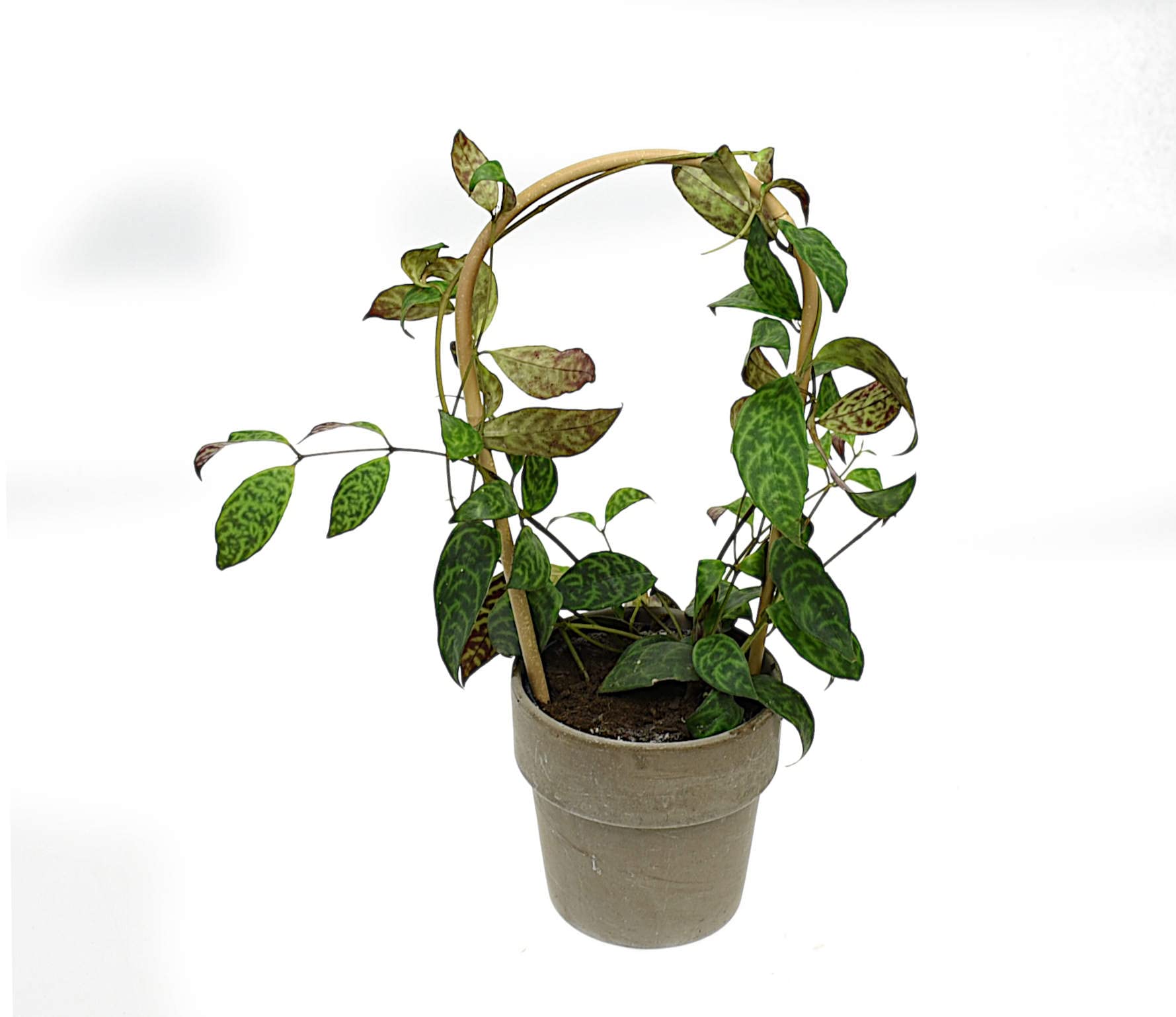Dixiestore Gebogener Bambus Bambusstifte Natürliche - für Pflanzen Dekoratives Element Rankhilfe Clematis Efeu oder Orchideen Pflanzstäbe Stäbe - Größe 150 cm 14/16 mm Inhalt 100 Stück