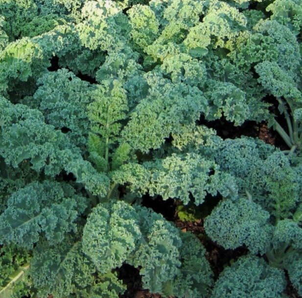 1 Pack of 200 SEEEDS Organic Kale Vates Blue